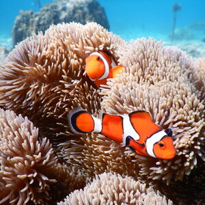 2025年もありがとうございました！/美栄橋駅 整体 はり 治療院ナチュラル