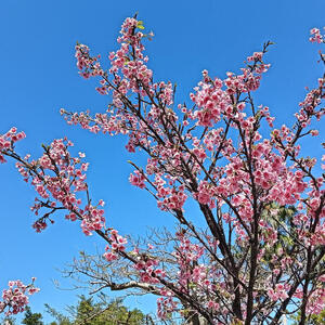 2026年3月のお知らせ